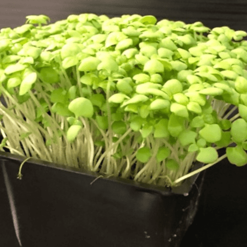 till Southern Organics Lemon Basil Microgreens